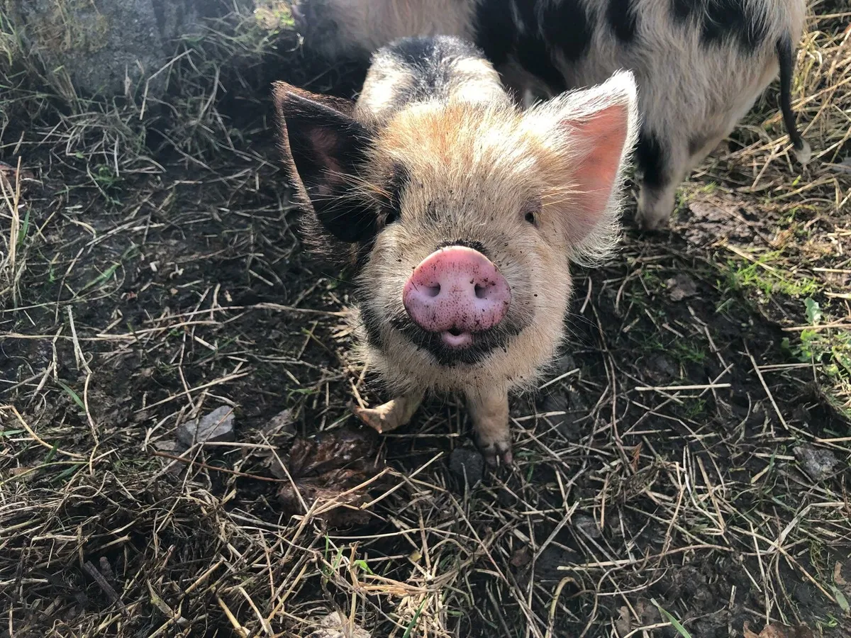 Miniature Kune Kune Piglets, Sows & Boar for Sale - Image 1