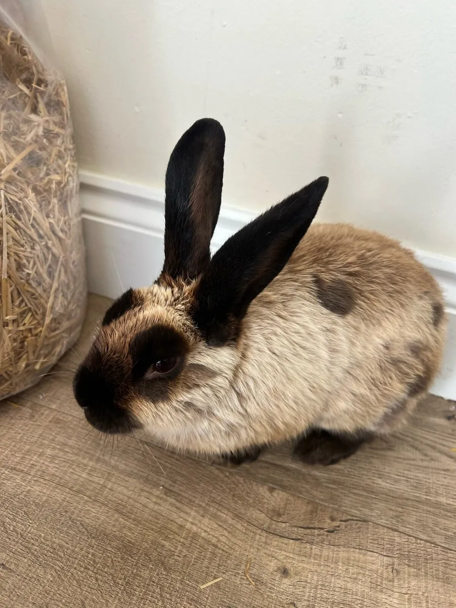 Rabbits - Image 1