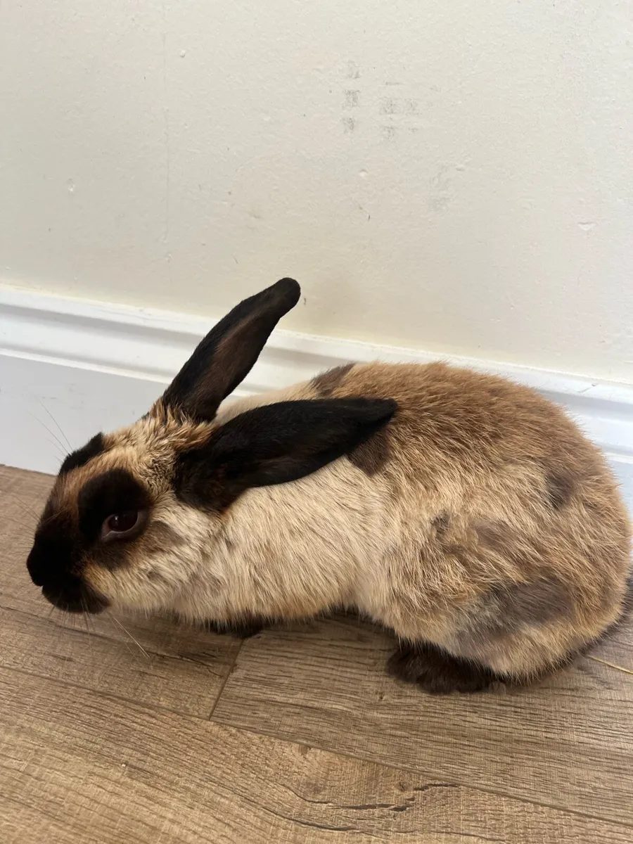 Rabbits - Image 4