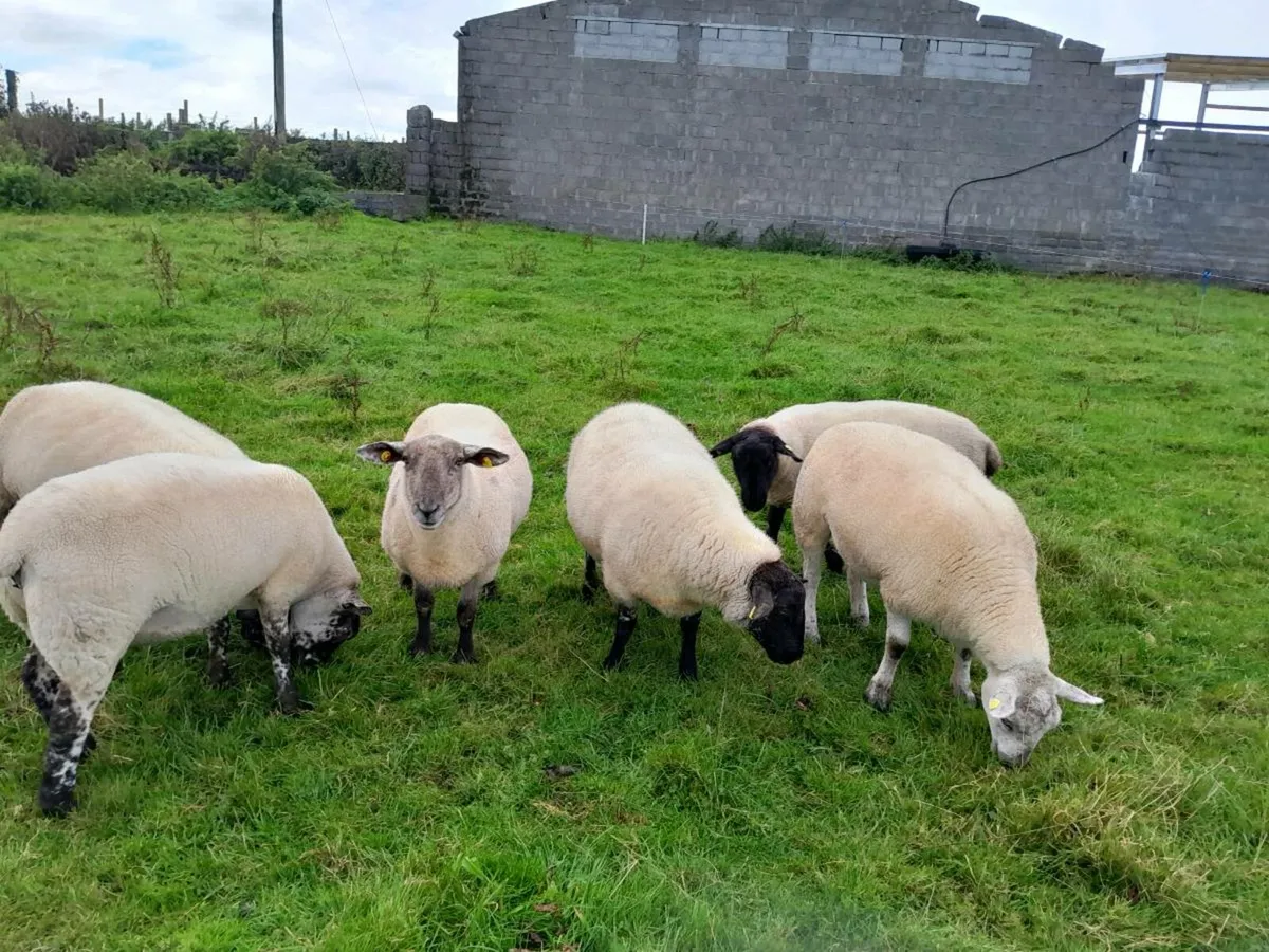 Hoggets - Image 2