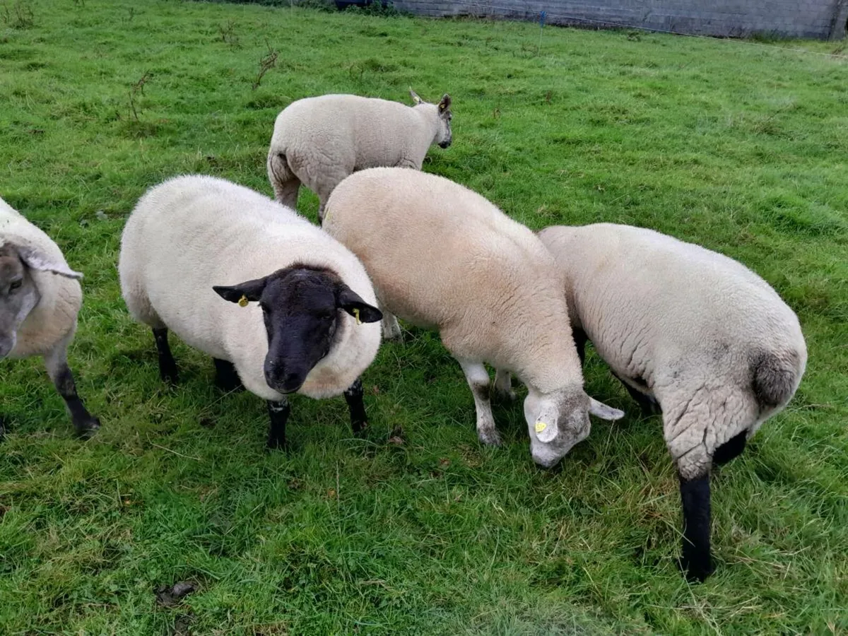 Hoggets - Image 3