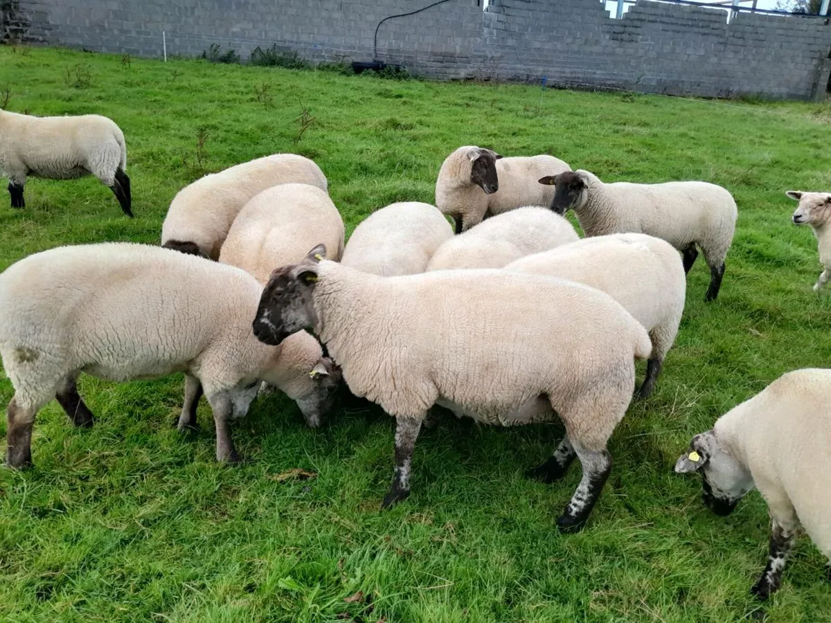 Hoggets - Image 4