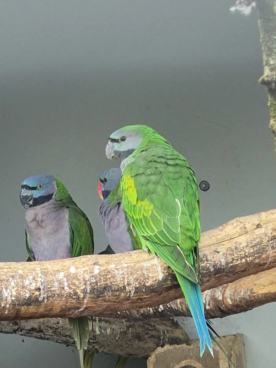 Derbyan / Diamond doves - Image 4