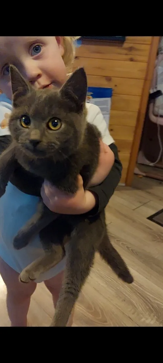 Blue Kittens! British shorthair - Image 1