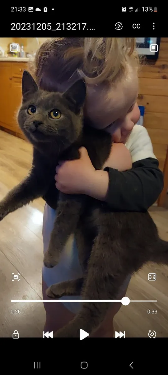 Blue Kittens! British shorthair - Image 3