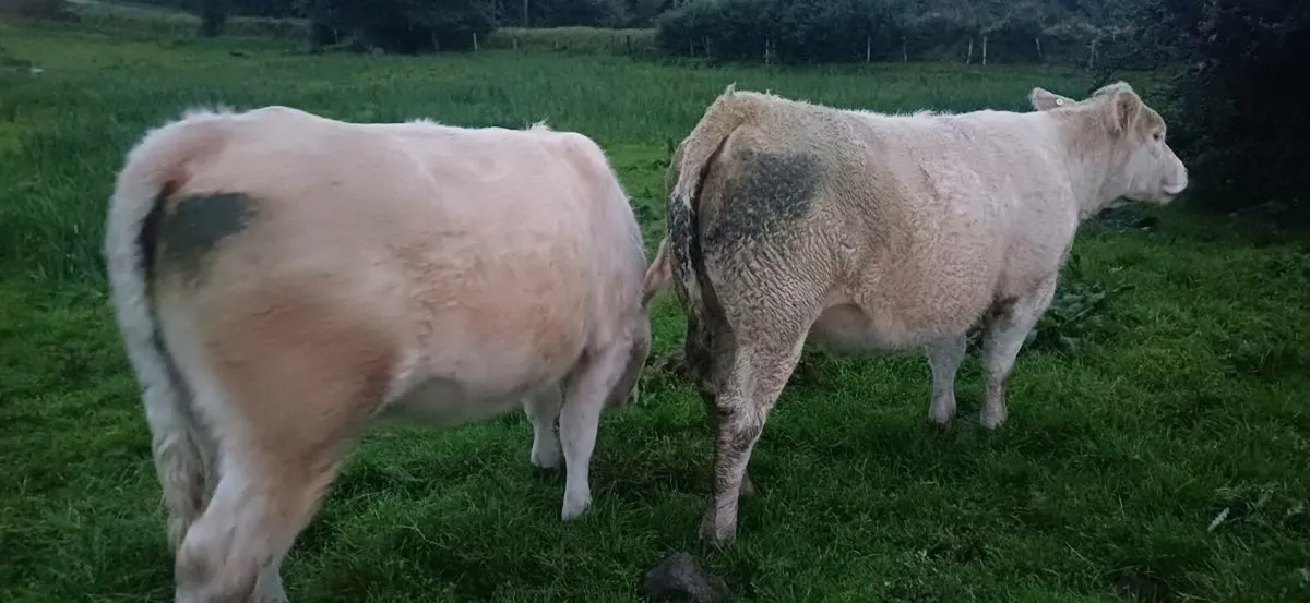 2 pbr charolais heifers - Image 3