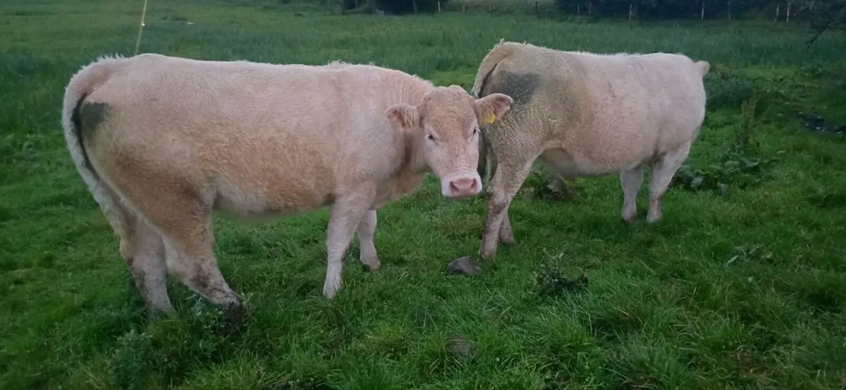 2 pbr charolais heifers - Image 4