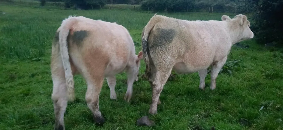 2 pbr charolais heifers - Image 1