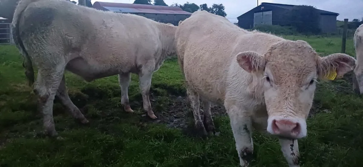 2 pbr charolais heifers - Image 2