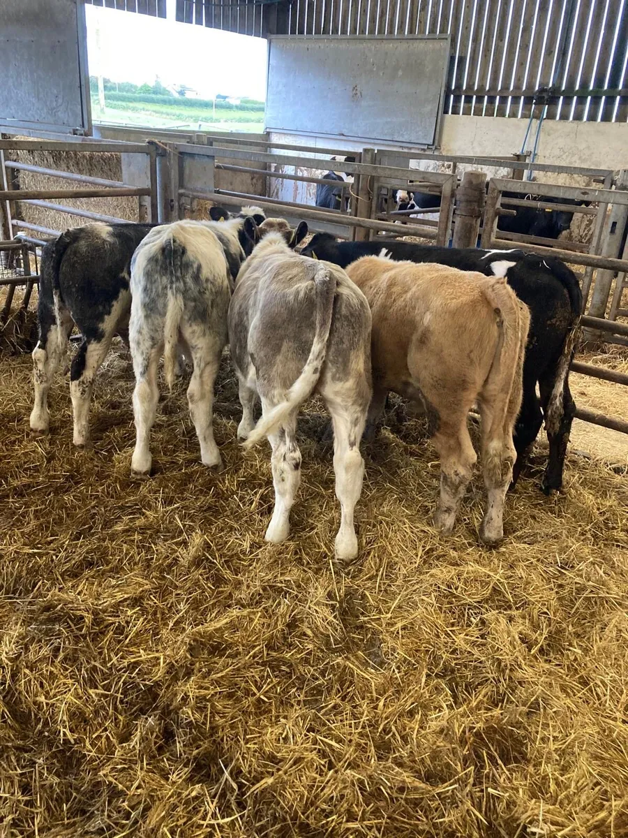 BB and CH bulls. - Image 1