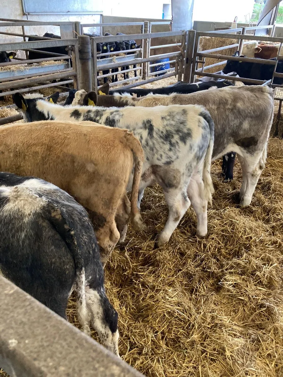 BB and CH bulls. - Image 2