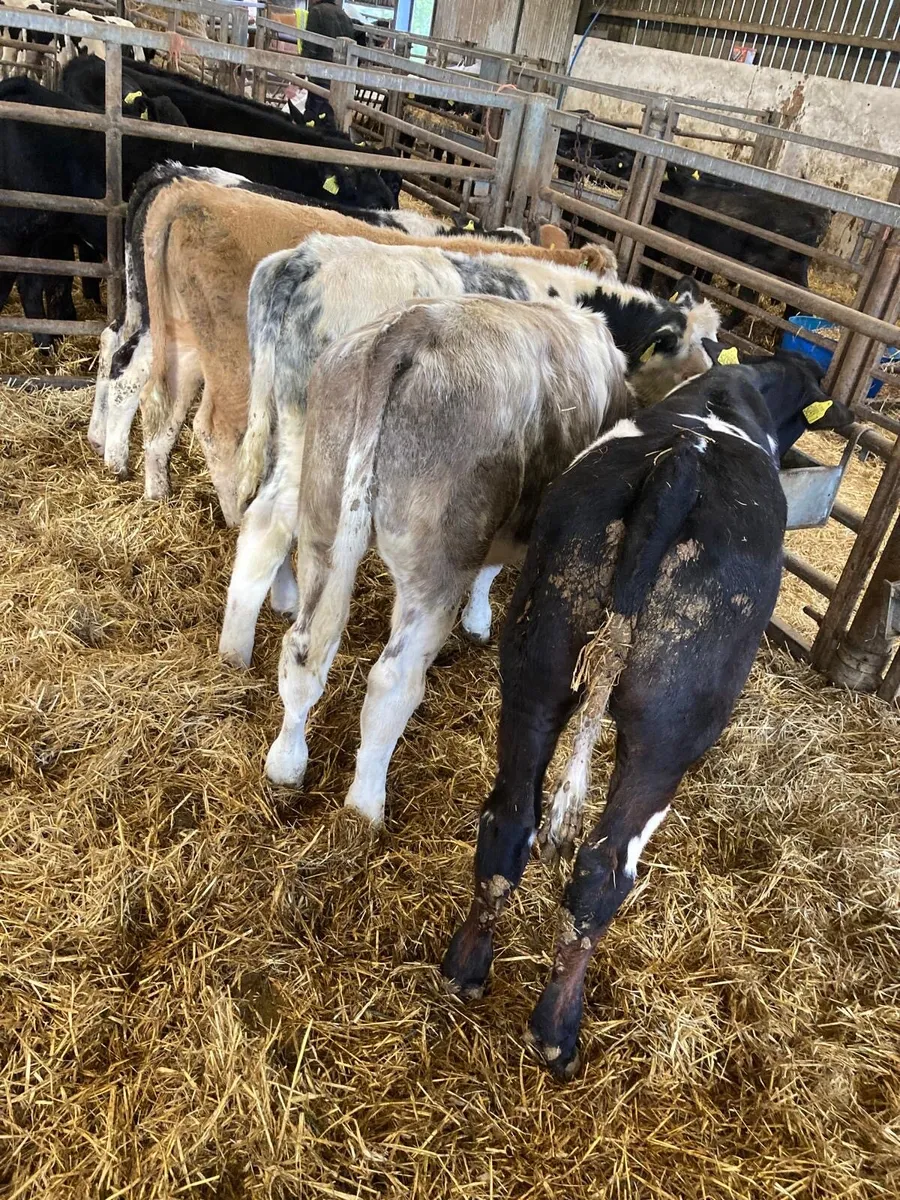 BB and CH bulls. - Image 3