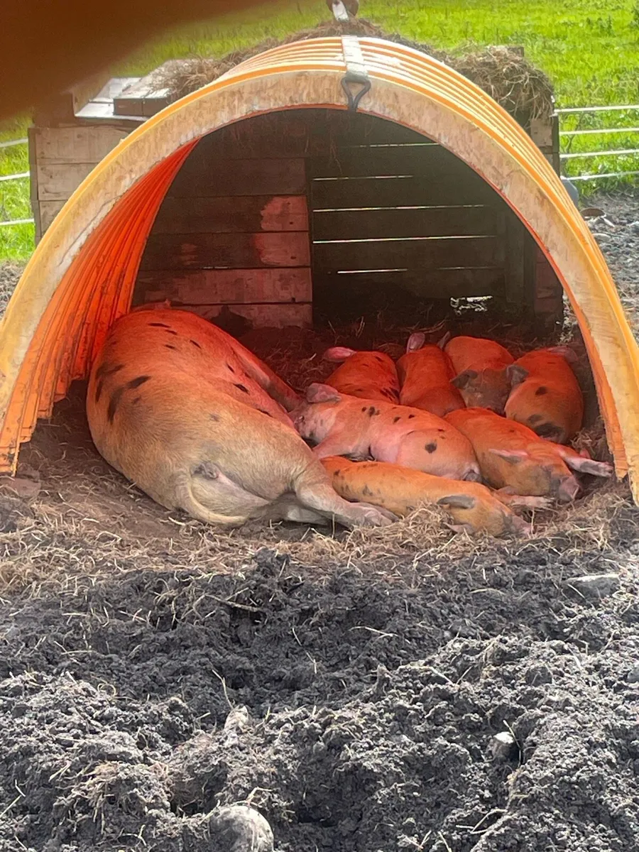 Sow & 7 piglets - Image 1