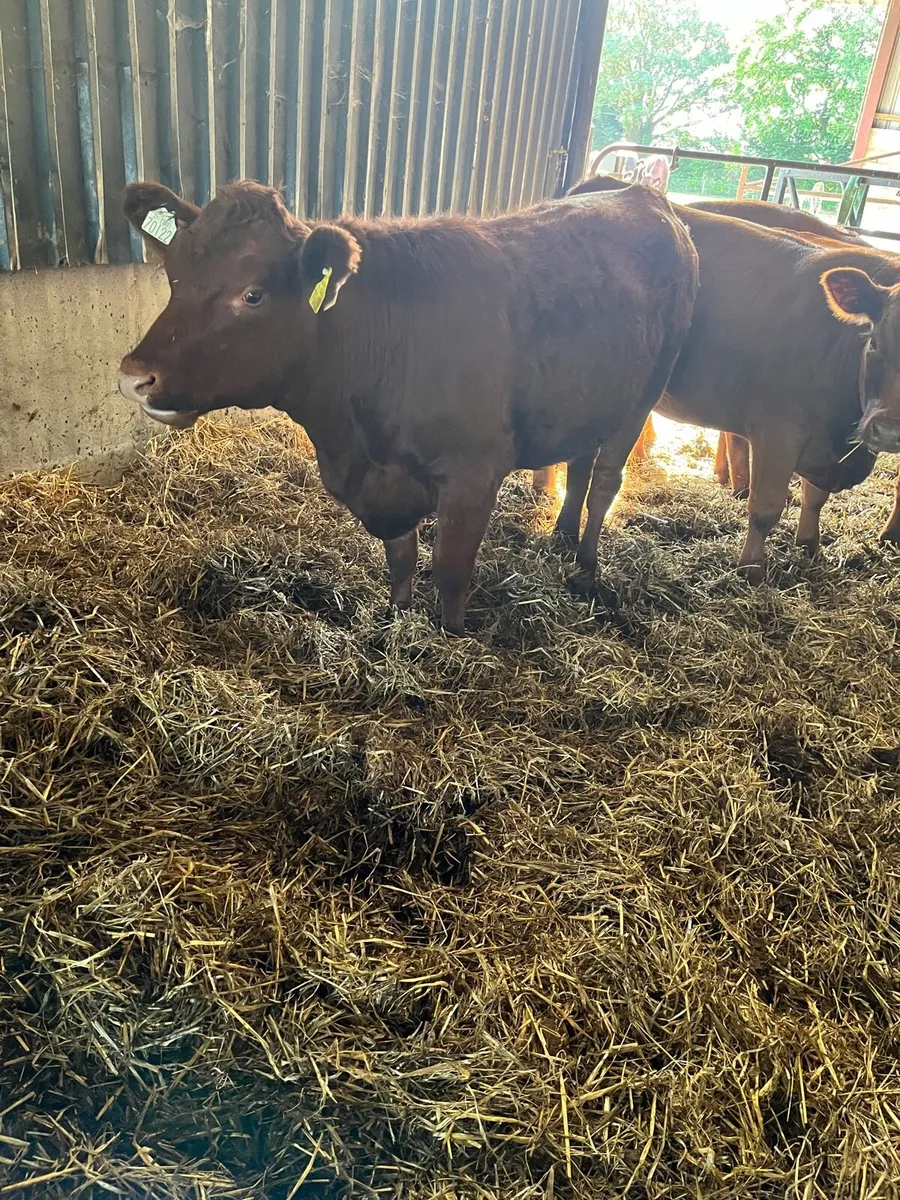 Red Angus Purebred - Image 1