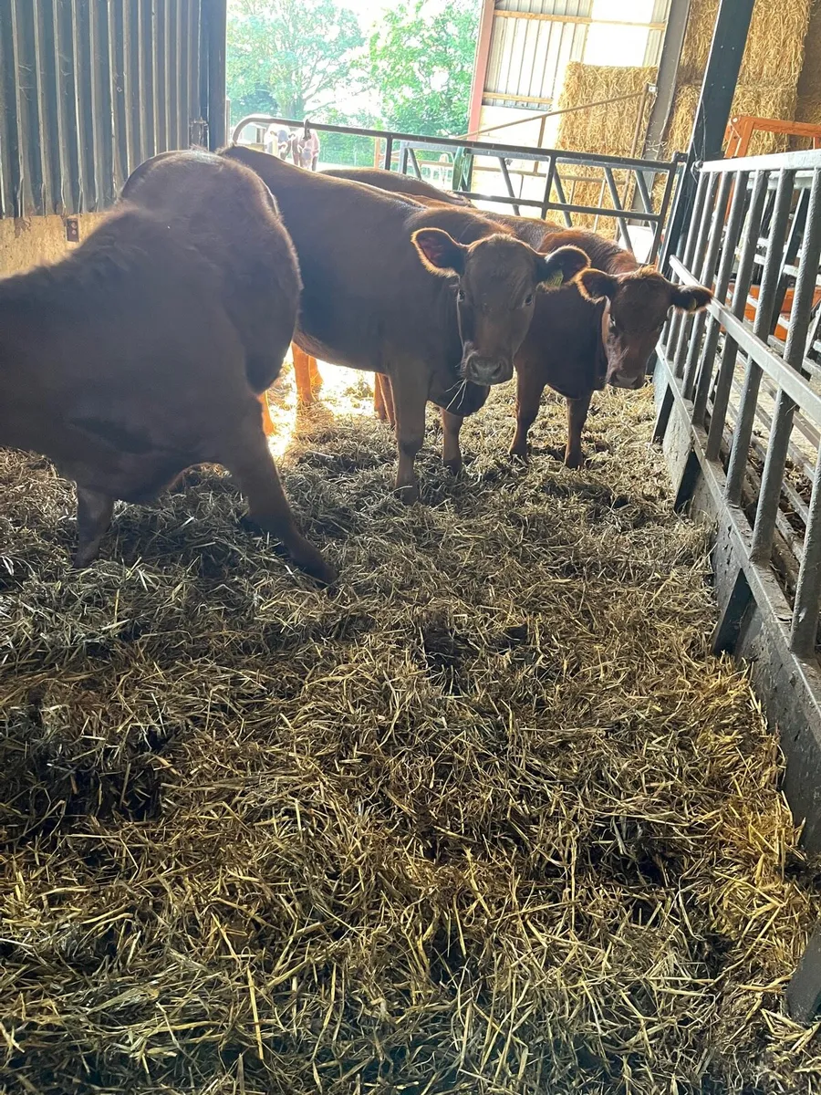 Red Angus Purebred - Image 2