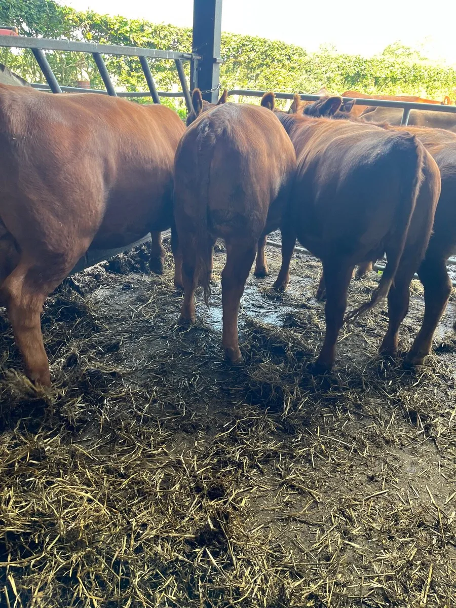 Red Angus Purebred - Image 3