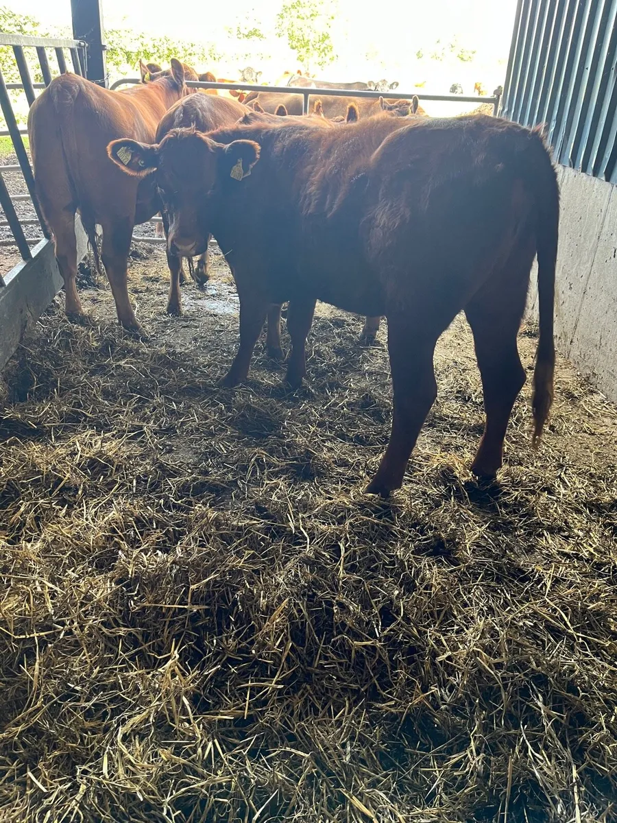 Red Angus Purebred - Image 4