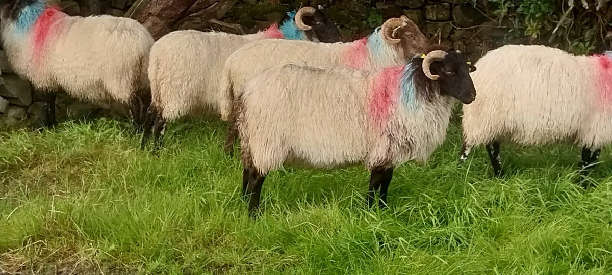 Sheep - Image 1