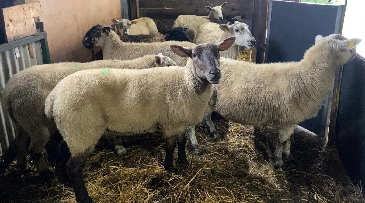 Ewes and hoggets