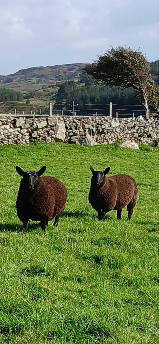 SIS approved Black North County Ram lambs - Image 1