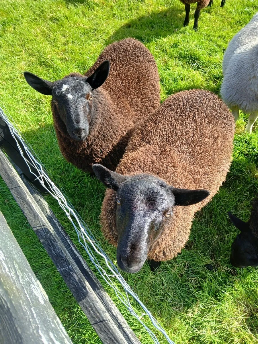 SIS approved Black North County Ram lambs - Image 3
