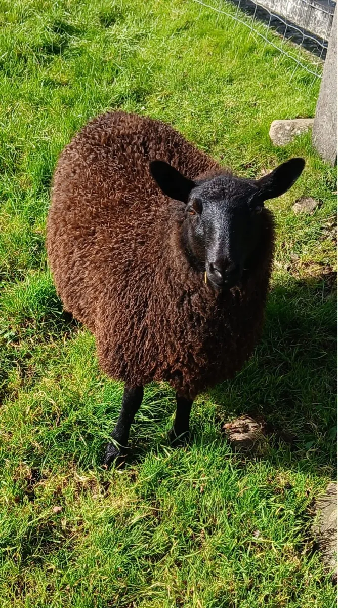 SIS approved Black North County Ram lambs - Image 4