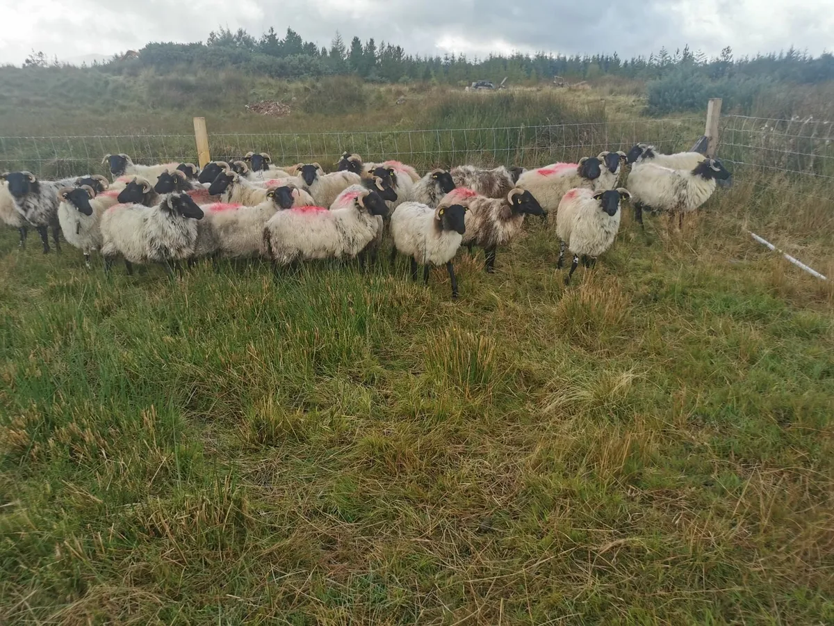 Organic ewe hoggets