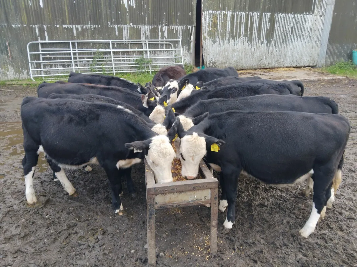 White head heifers - Image 1