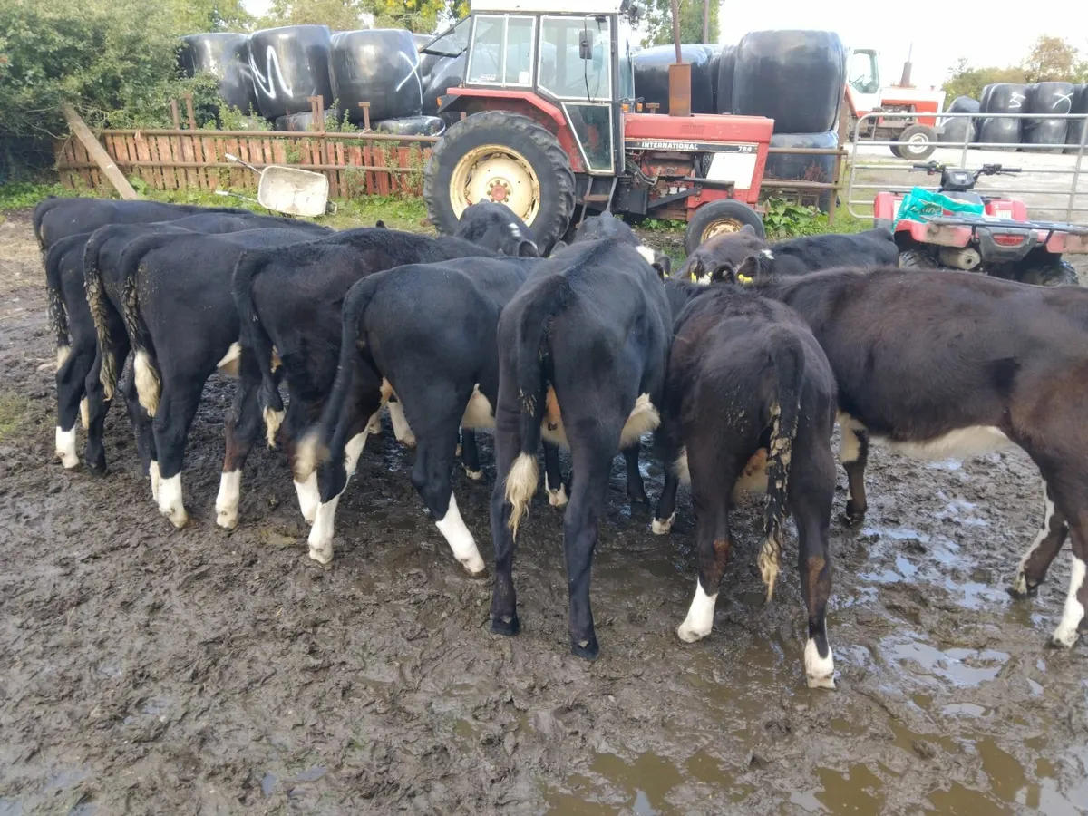White head heifers - Image 2