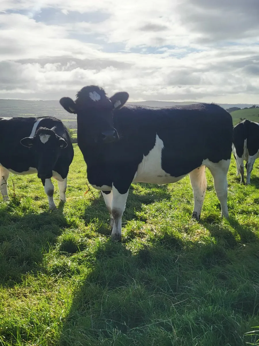 In Calf Heifers - Image 1