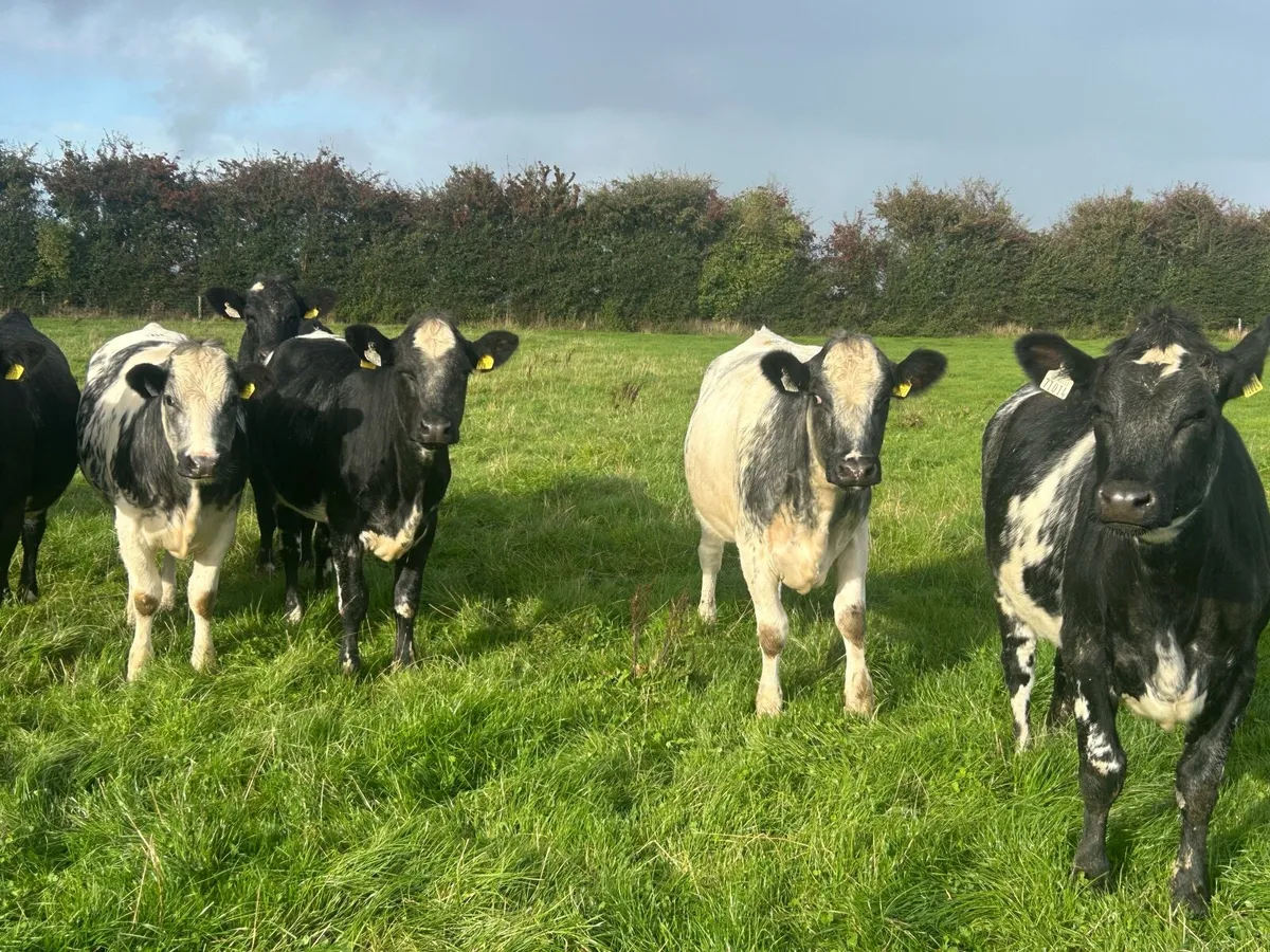 Shorthorn X heifers - Image 1