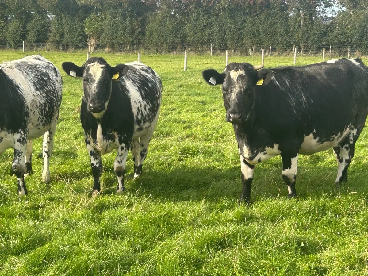Shorthorn X heifers - Image 2