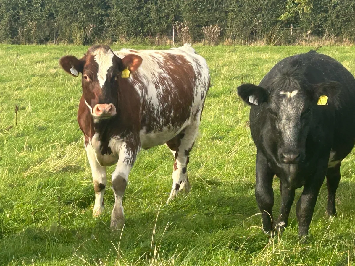 Shorthorn X heifers - Image 3