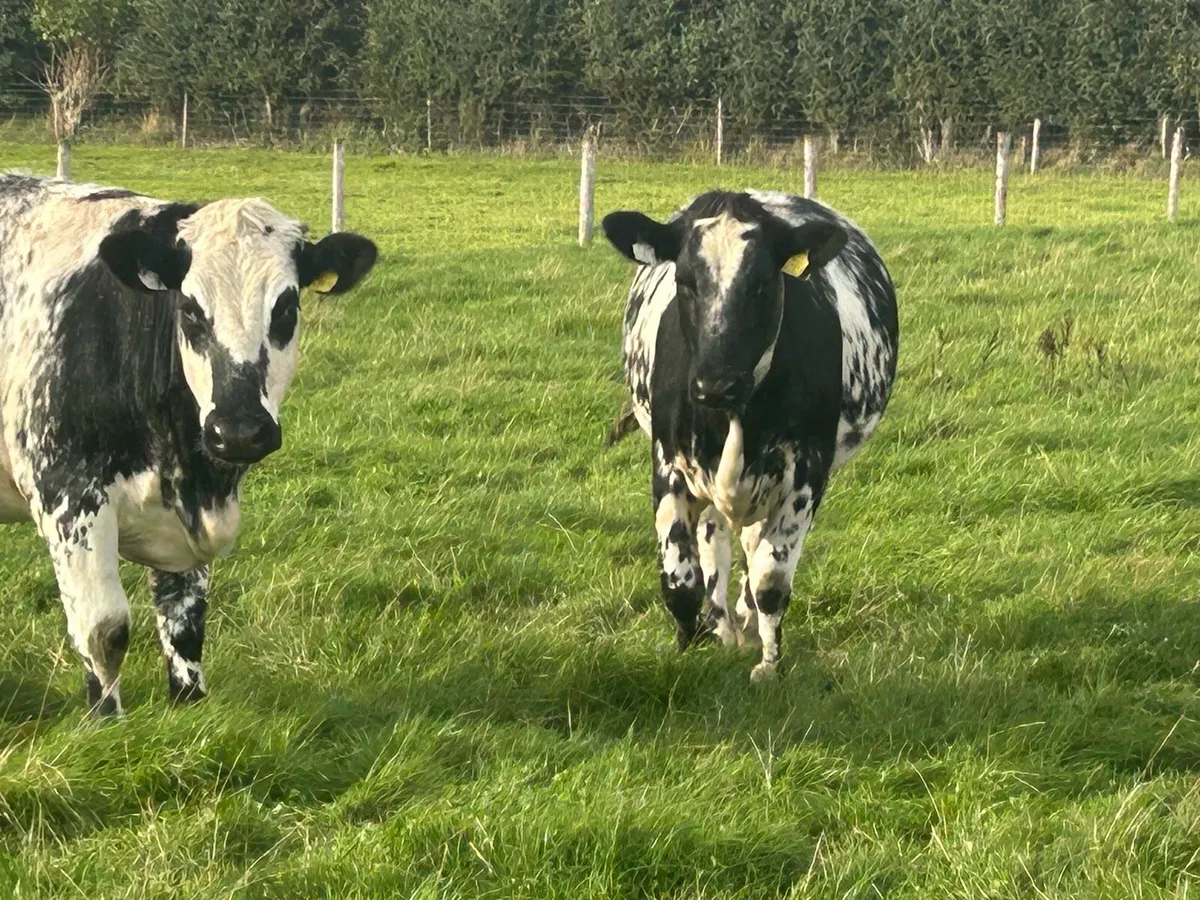 Shorthorn X heifers - Image 4