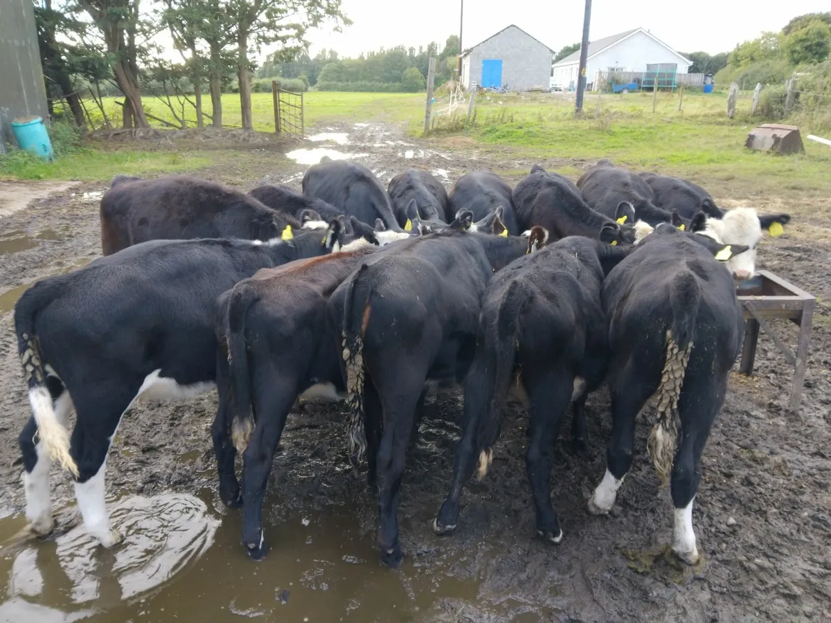 White head heifers - Image 3