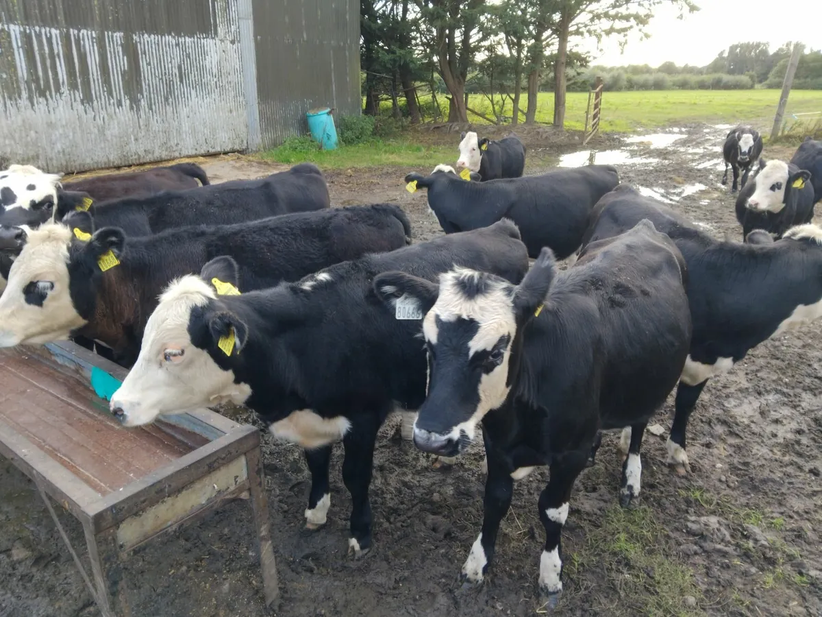 White head heifers - Image 4
