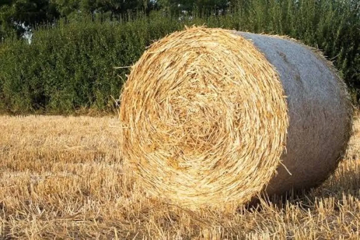 Round bales straw