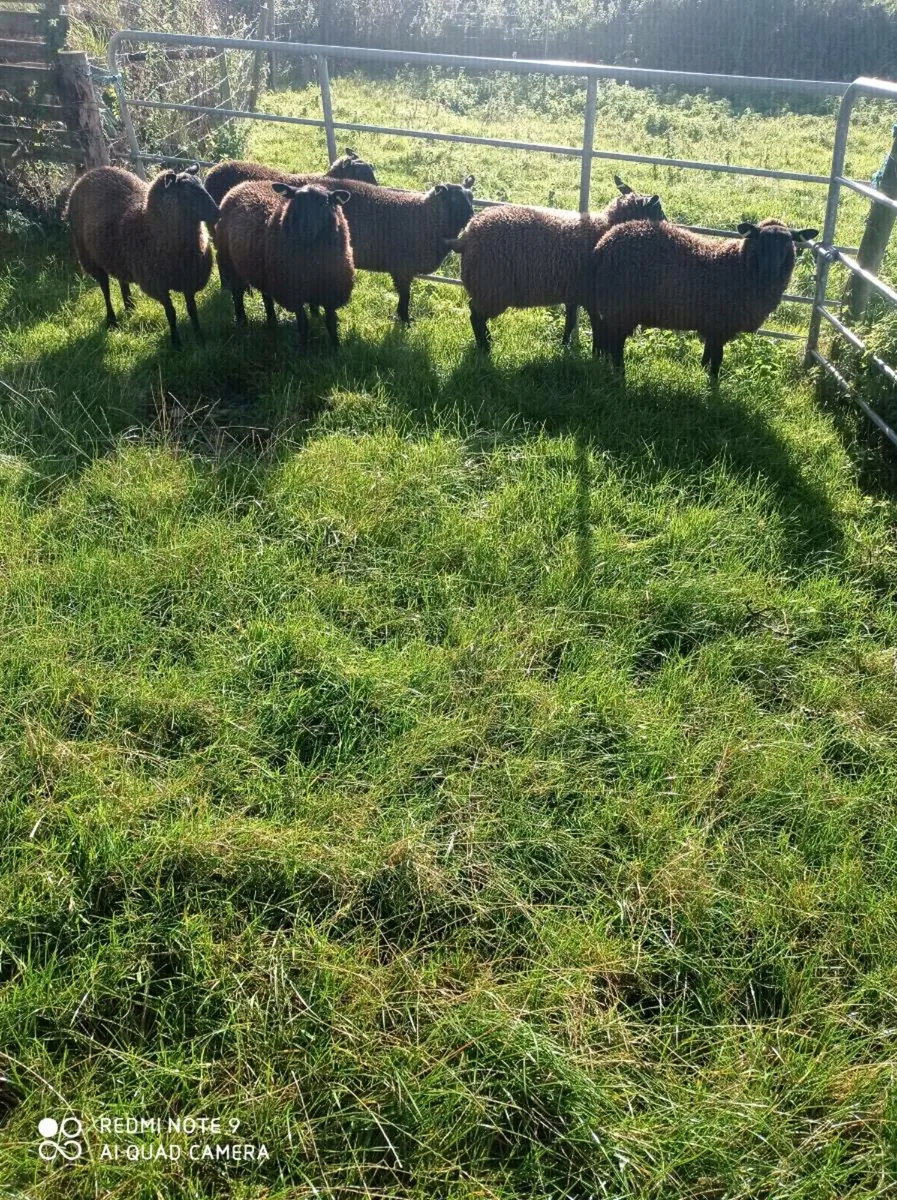 Ewe Lambs - Image 3