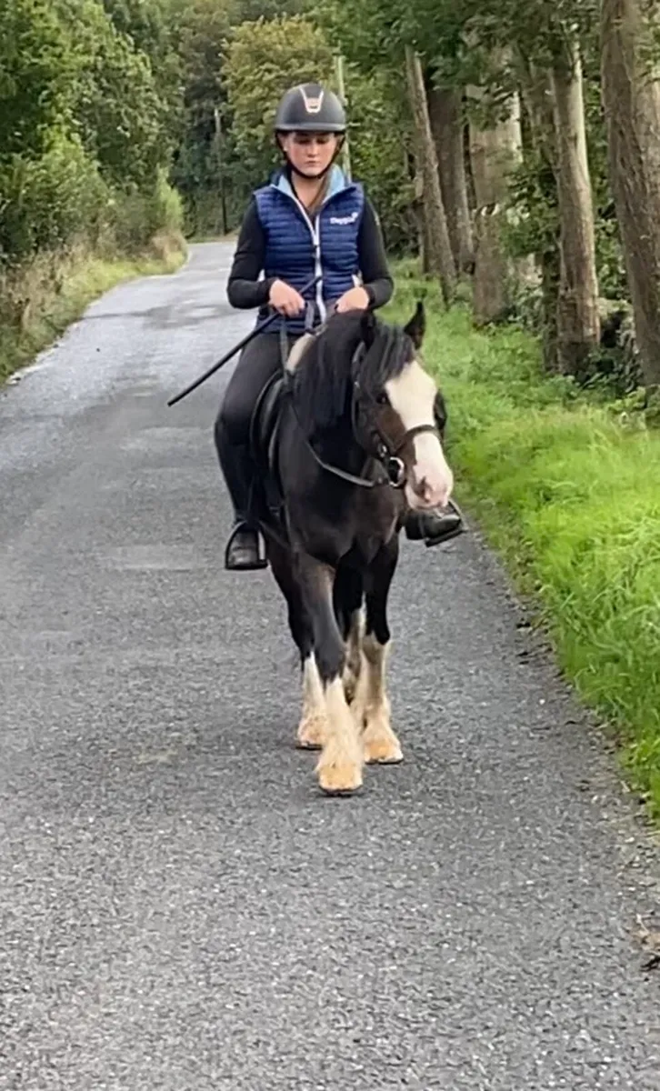 QUIET YOUNG 13.1h GELDING - Image 1