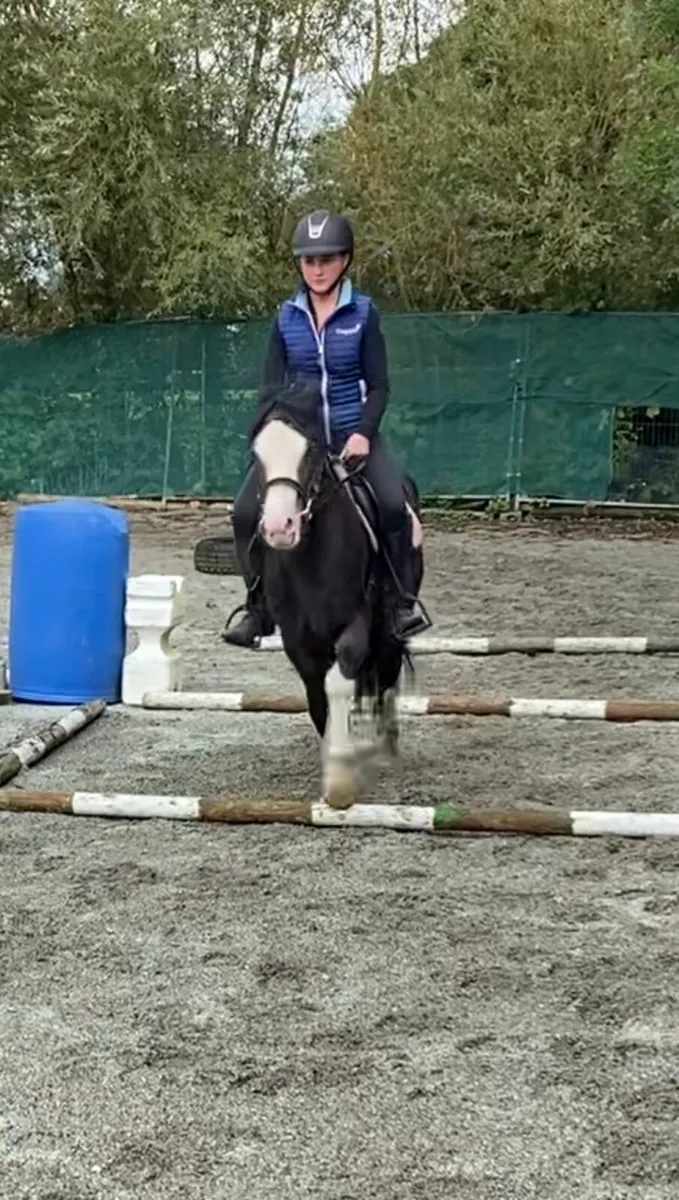 QUIET YOUNG 13.1h GELDING - Image 2