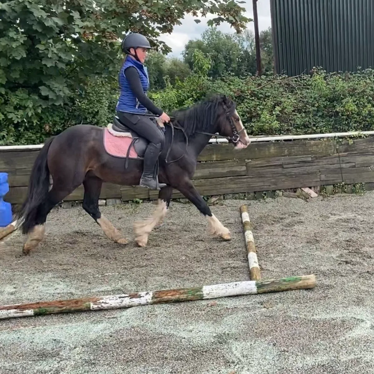 QUIET YOUNG 13.1h GELDING - Image 3