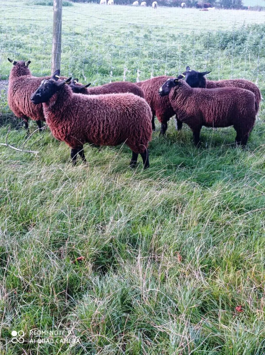 Ewe Lambs - Image 1
