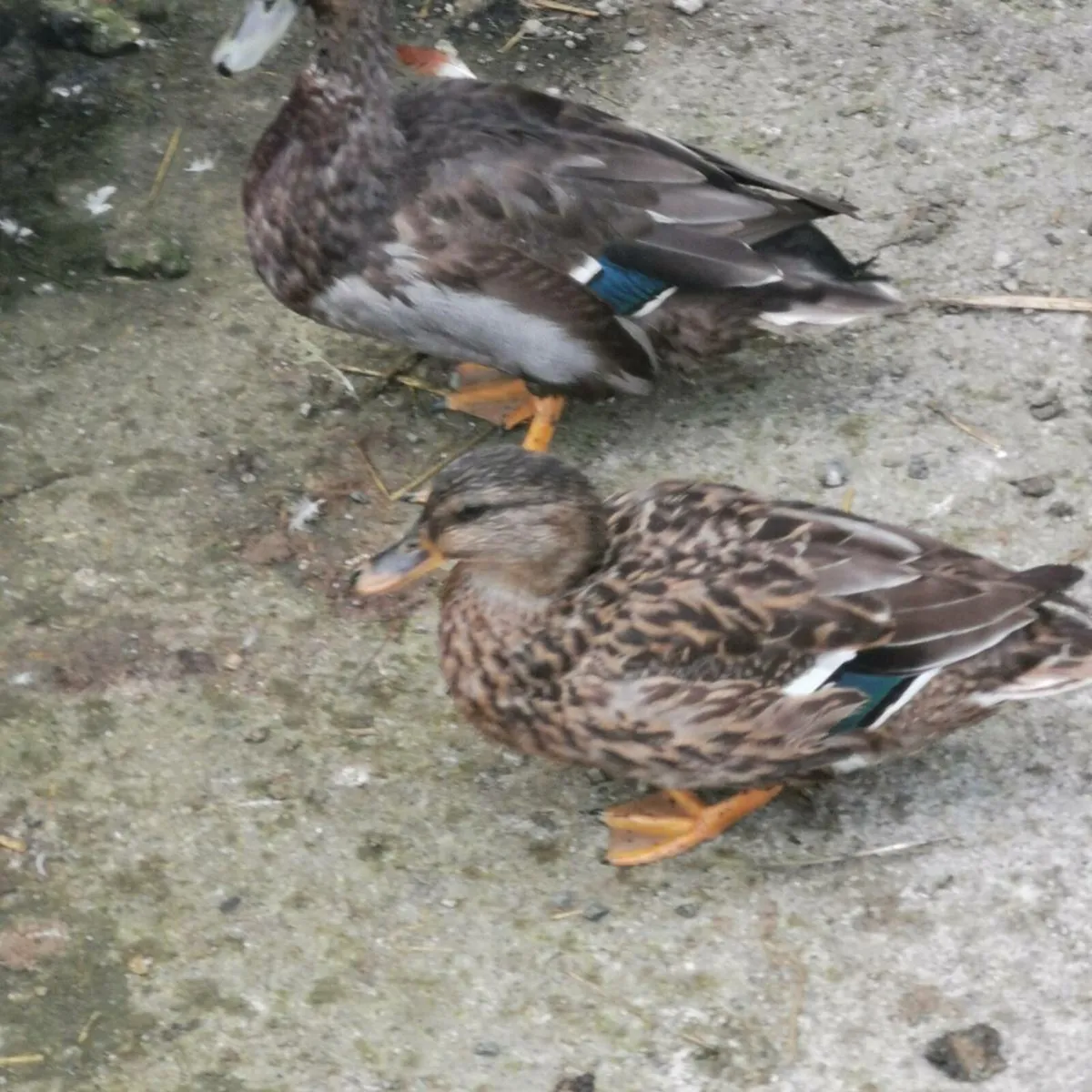 Pair Call Ducks - Image 1