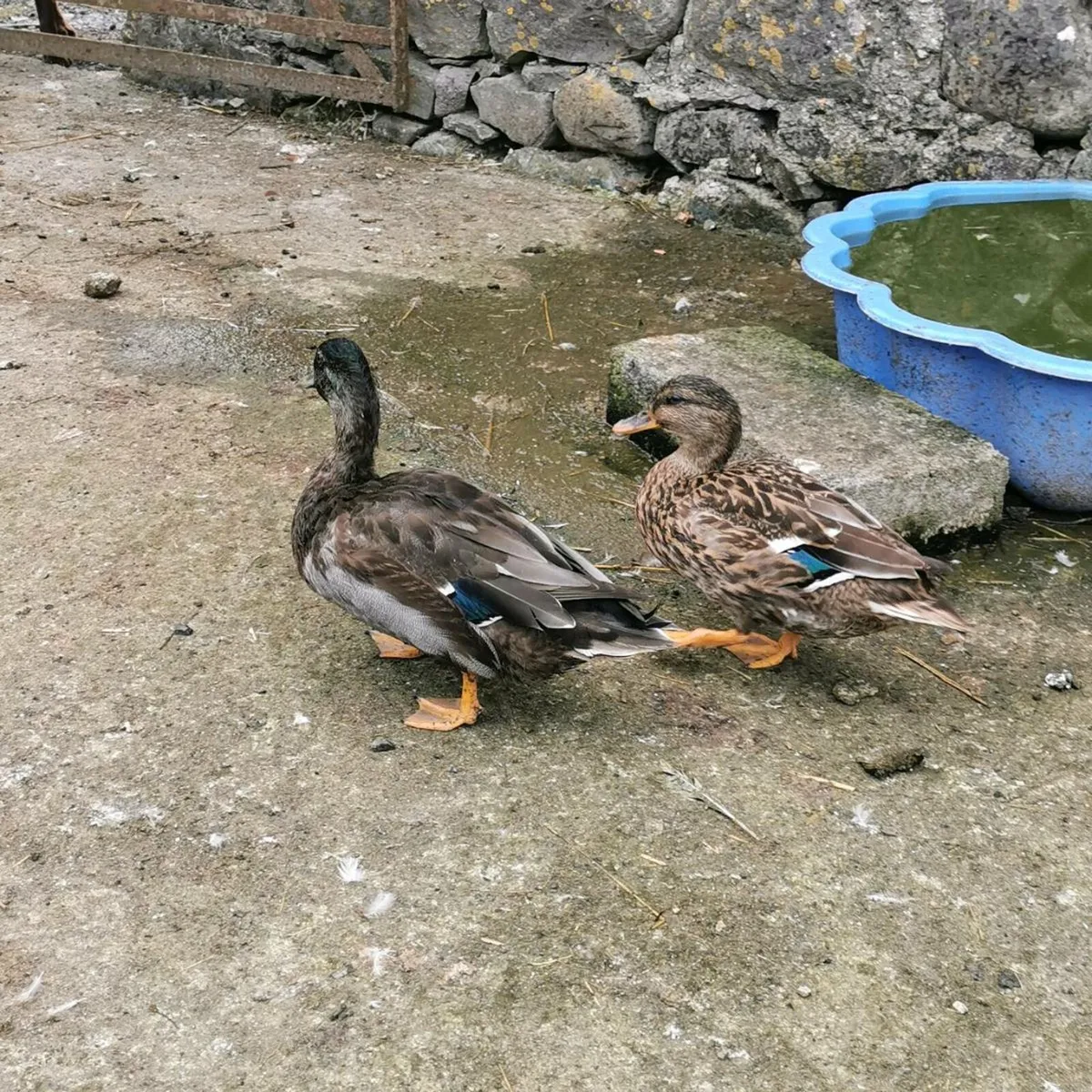 Pair Call Ducks - Image 2
