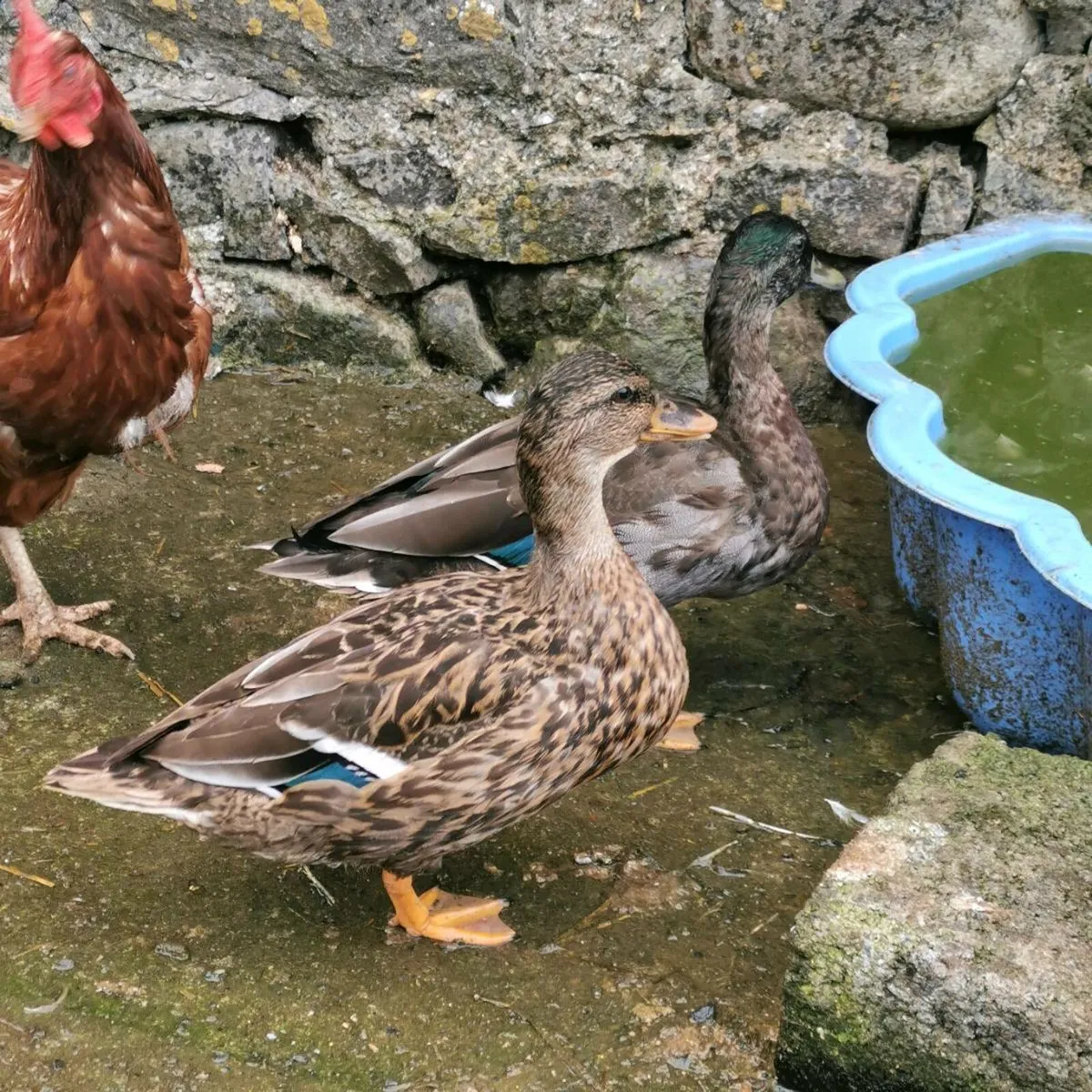 Pair Call Ducks - Image 4