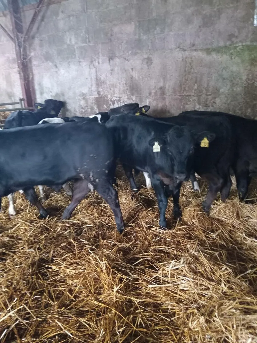 8 super quality bull weanlings - Image 2