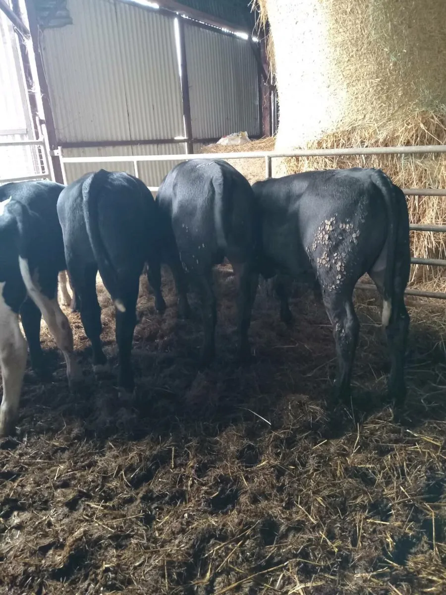 8 super quality bull weanlings - Image 4