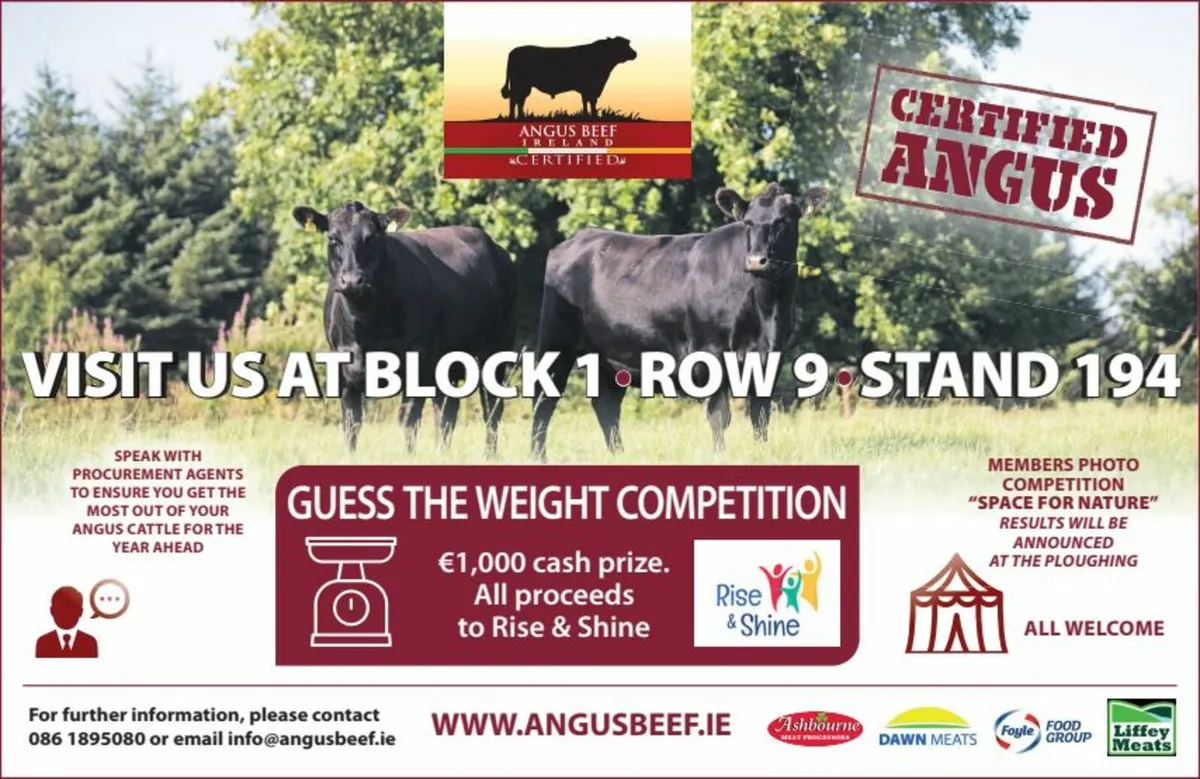 Angus Cattle