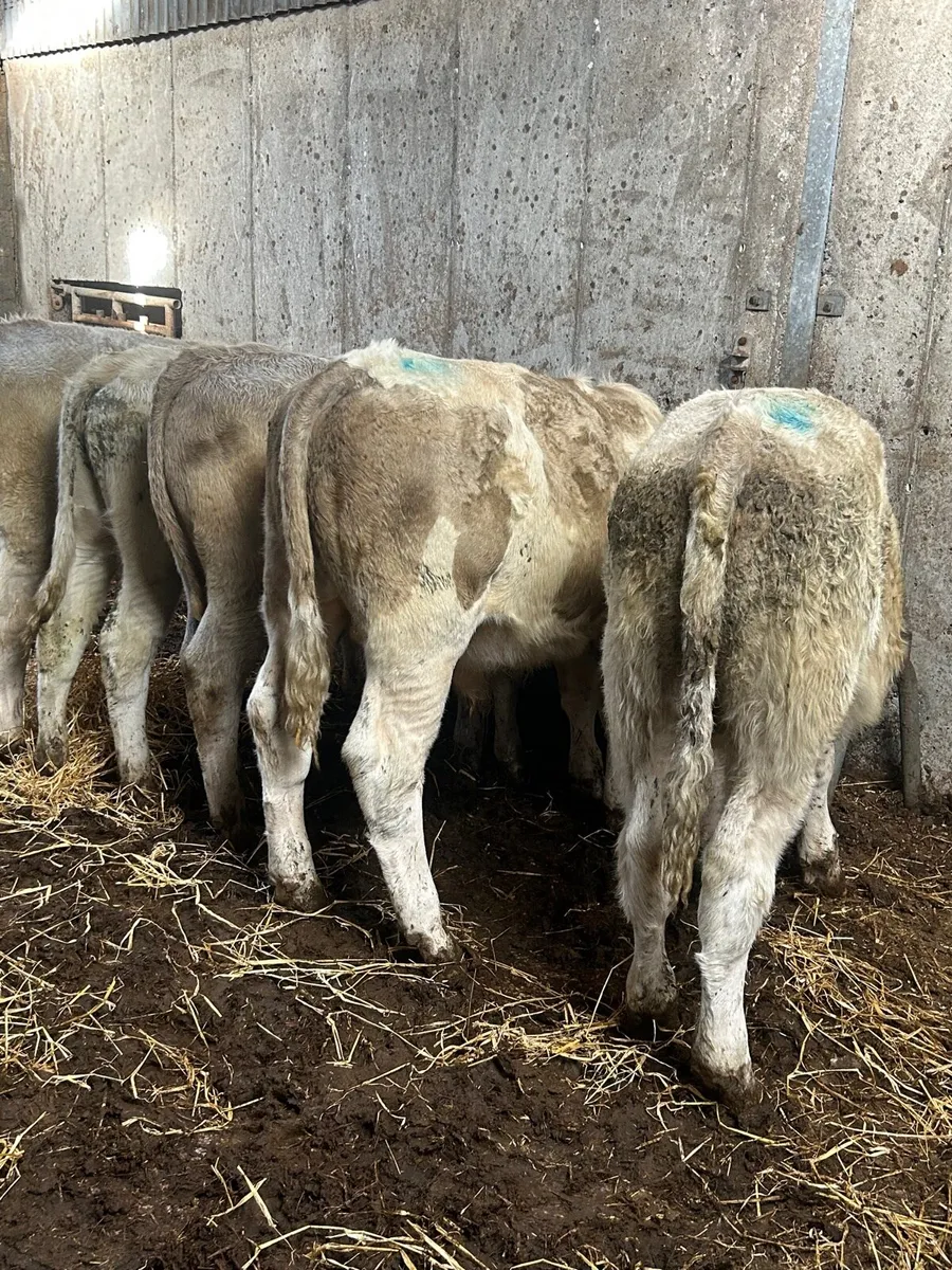 5 charlaois bullocks - Image 1