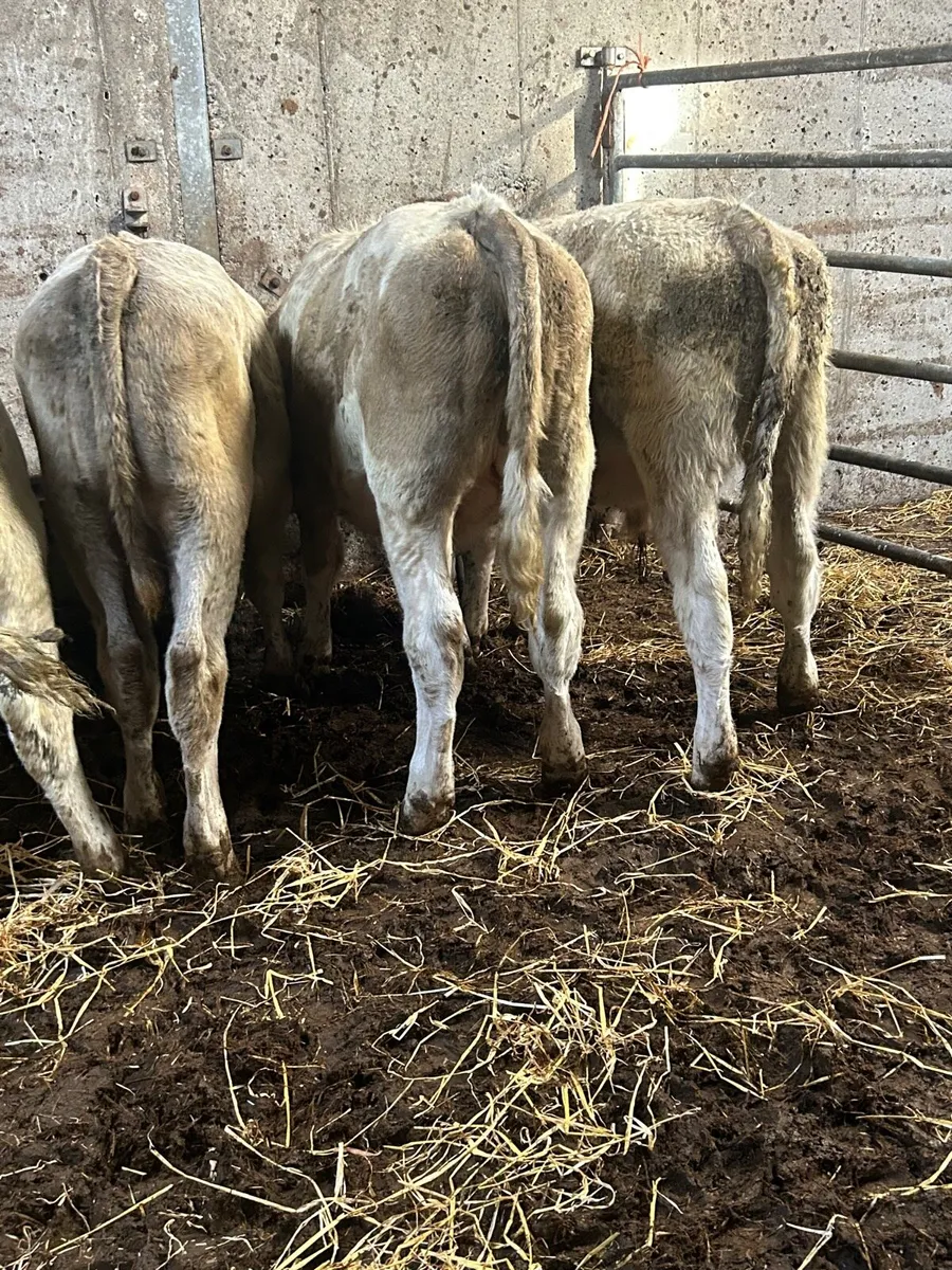 5 charlaois bullocks - Image 2